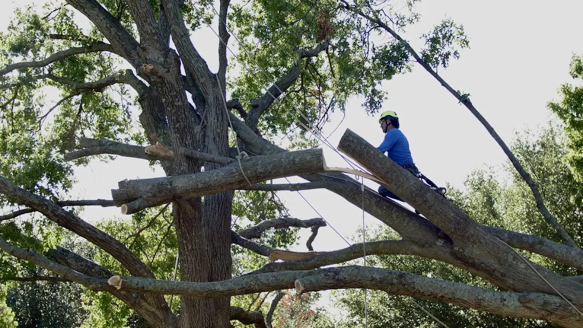 Professional Crown Thinning performed by certified arborists in Lafayette